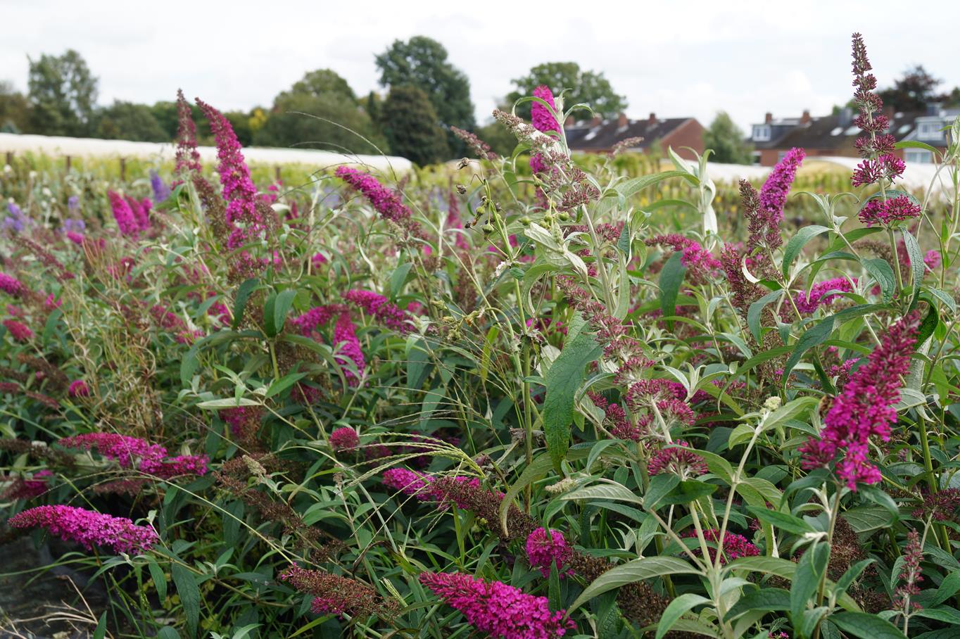 Buddleja davidii 'Summer Beauty'